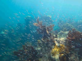 Sandbar & Snorkel - Still Dream