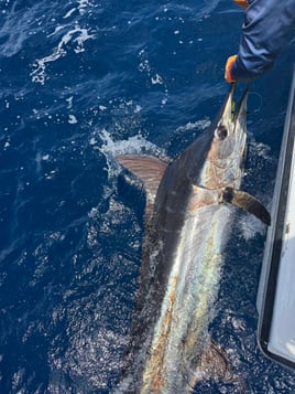 31-Foot Gamefish Power Run