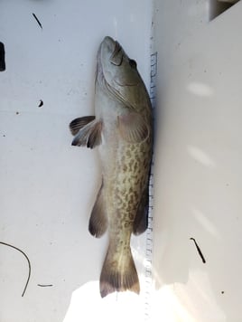 4-8 Hour Fishing Trip