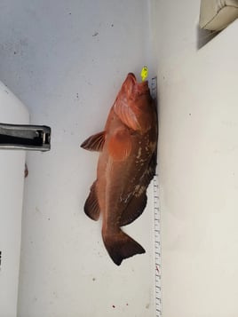 4-8 Hour Fishing Trip