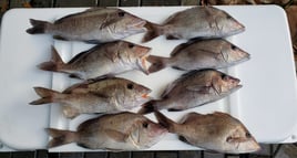 4-8 Hour Fishing Trip