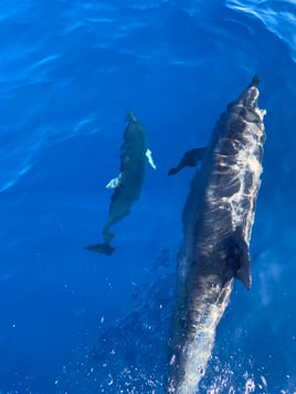 Catalina Sunset Adventure - 30'