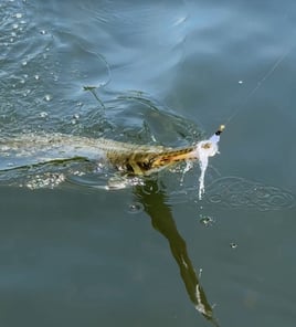 Trophy Gar Fishing Trips