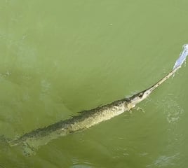Trophy Gar Fishing Trips