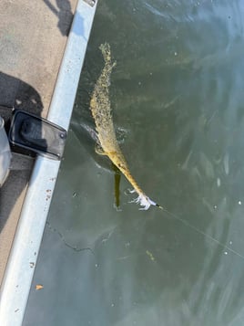Trophy Gar Fishing Trips