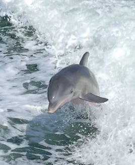 3hr Private Dolphin & Sunset Cruise