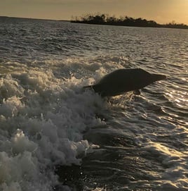 3 Hr – Dolphin & Sunset Cruise
