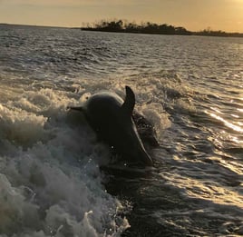 3 Hr – Dolphin & Sunset Cruise