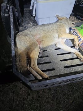 South Texas Thermal Hog Hunt