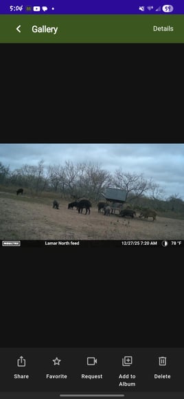South Texas Thermal Hog Hunt