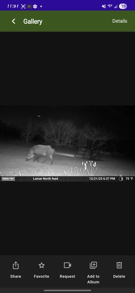 South Texas Thermal Hog Hunt