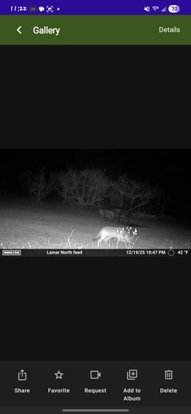 South Texas Thermal Hog Hunt