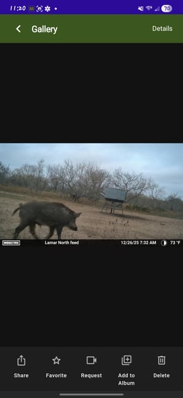 South Texas Thermal Hog Hunt