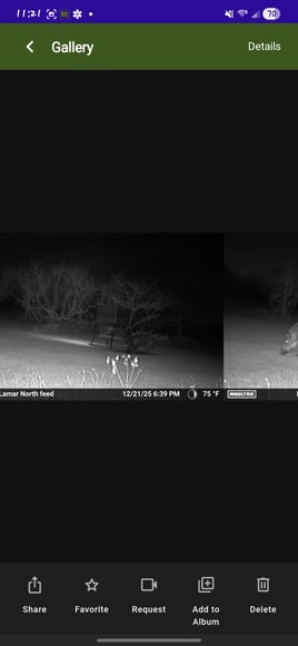 South Texas Thermal Hog Hunt