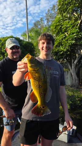 Miami Peacock (4-8HR)