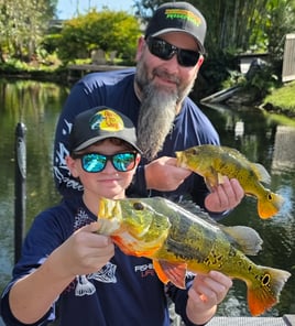 Miami Peacock (4-8HR)