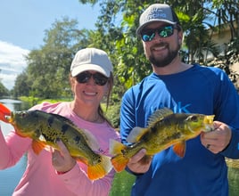 Miami Peacock (4-8HR)