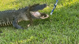 Live Capture Alligator Hunt