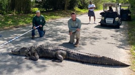 Live Capture Alligator Hunt