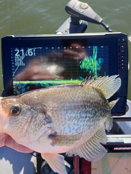 Livescope Crappie Fishing