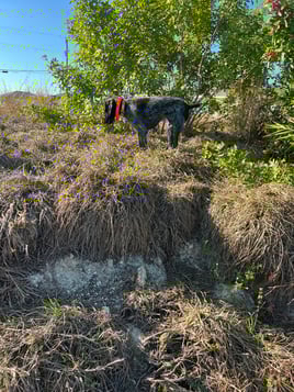 Cape Coral Iguana Hunt