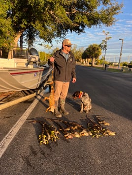Cape Coral Iguana Hunt