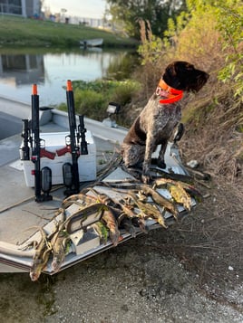 Cape Coral Iguana Hunt
