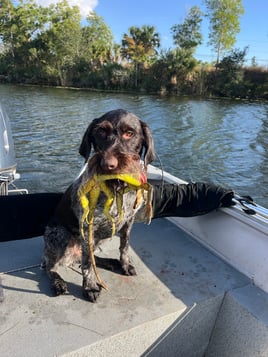 Cape Coral Iguana Hunt
