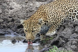 Serengeti Birding Experience
