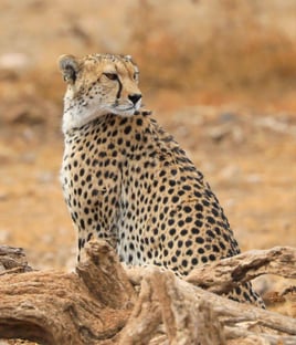Serengeti Birding Experience