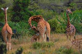 Serengeti Birding Experience