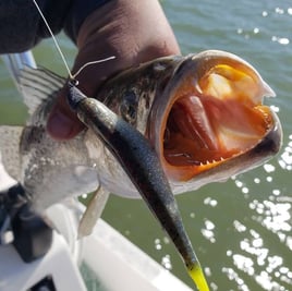 Inshore Fishing Trip