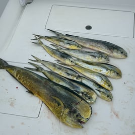 Offshore Trip