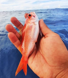 Slow-Pitch Jigging & Deep Drop