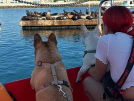 Glass Bottom Boat Tour