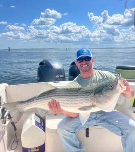 Spring Striped Bass