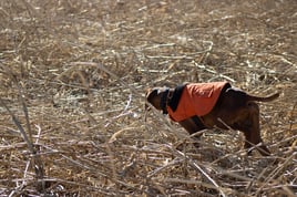 Kansas Upland Bird Hunting