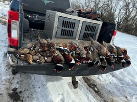 Kansas Upland Bird Hunting