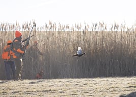 Kansas Upland Bird Hunting