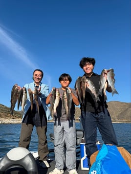 4 Hr Trips Stripers