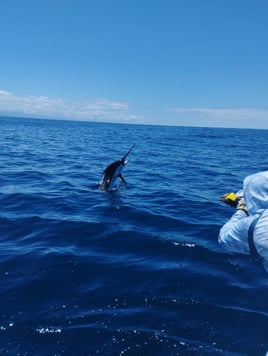 Fullday Offshore Deepfishing