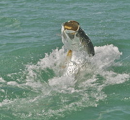 Summerland Key Tarpon Fishing