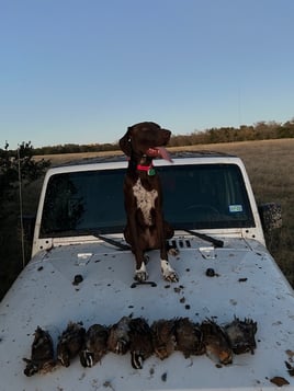 Central Texas Quail Hunt 