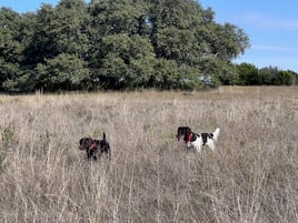 Central Texas Quail Hunt 