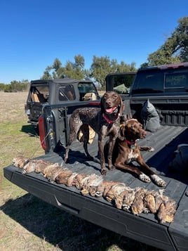 Central Texas Quail Hunt 
