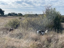 Central Texas Quail Hunt 