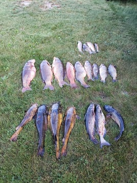 Bowfishing Trips