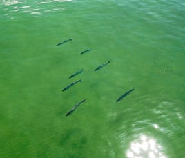 Bay Boat Inshore