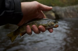 Guided Fly Fishing Trip