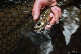 Guided Fly Fishing Trip